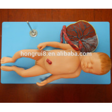 Modelo Anatômico Avançado do Feto com Visco e Placenta, Modelo do Bebê